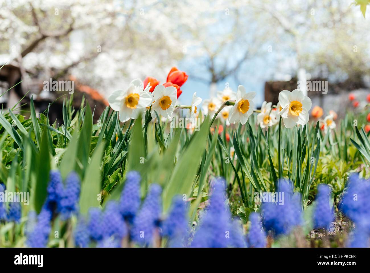 Schöner Frühlingsgarten mit blauen Muscari, Narzissenblüten, roten Tulpen und blühenden Kirschbäumen Stockfoto