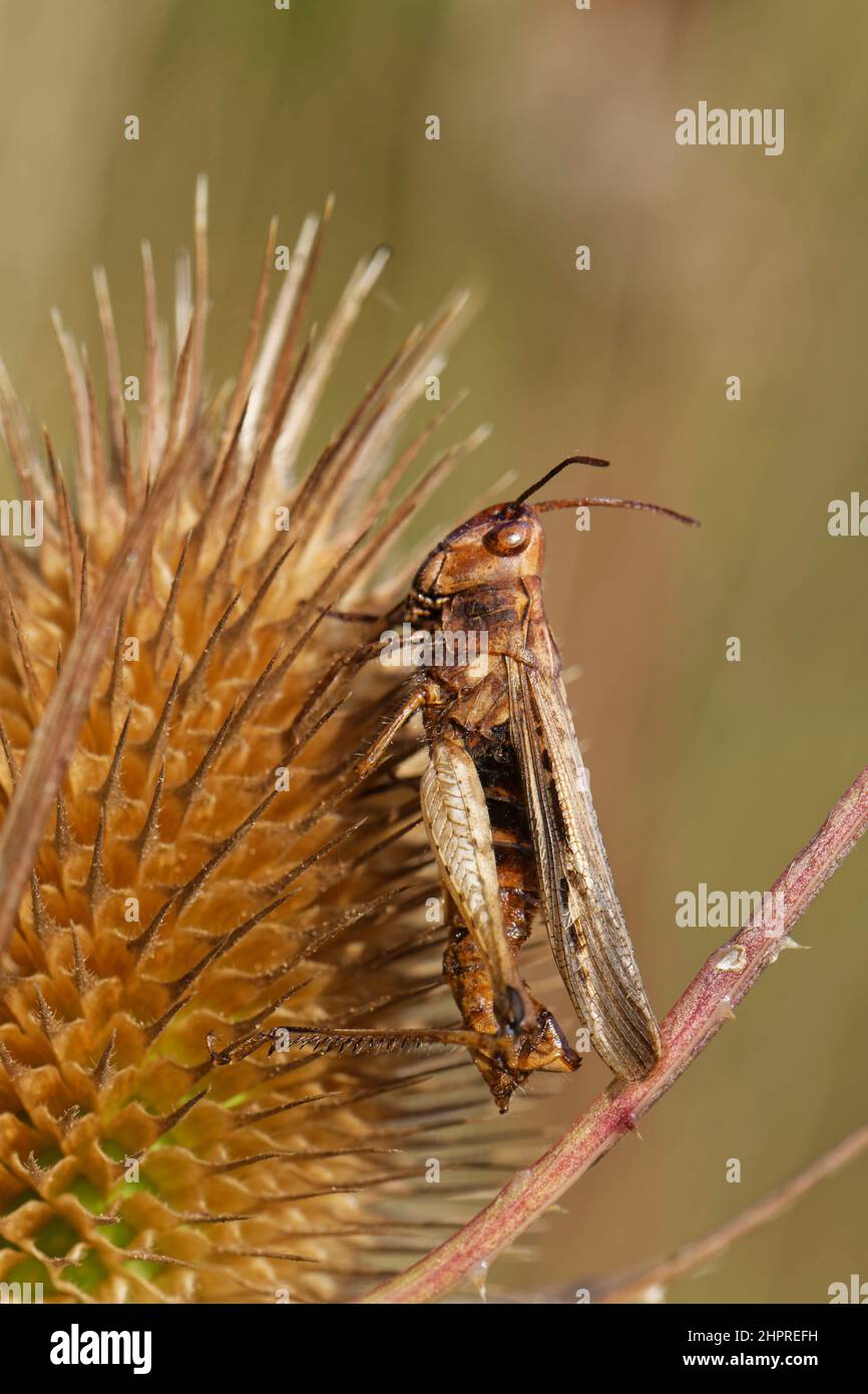 Feldheuschrecke (Chorthippus brunneus), die von einem pathogenen Pilz (Entomophaga grylli) getötet wird, der an einem Teaselkernkopf festhält, Somerset, England, Großbritannien, Sept Stockfoto