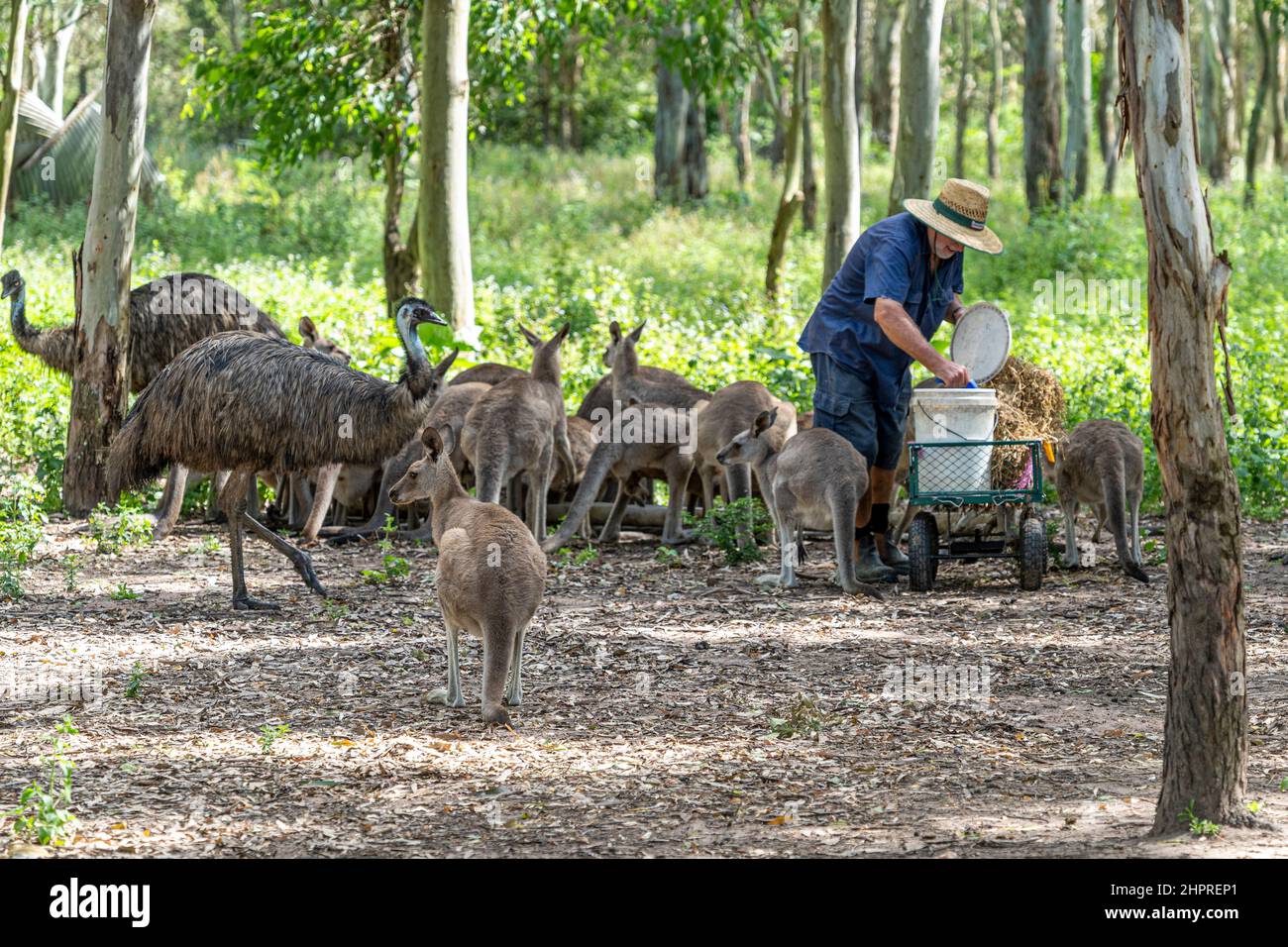 Freiwillige Fütterung von Emus und Kängurus im Wildlife Sanctuary, Queensland, Australien Stockfoto