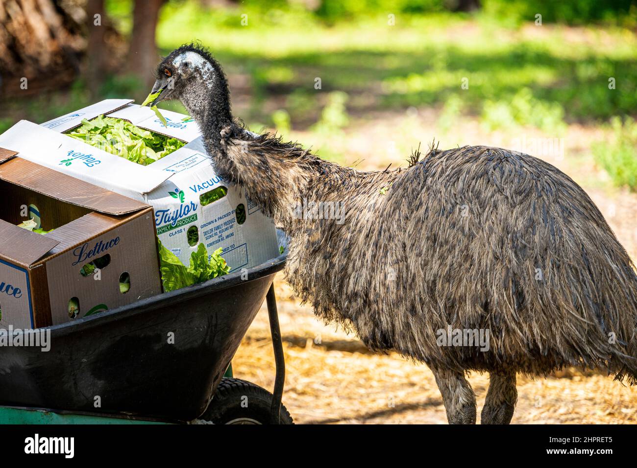 Emu (Dromaius novaehollandiae), der Salat aus einer Pappschachtel am Naturschutzgebiet isst. Queensland, Australien Stockfoto