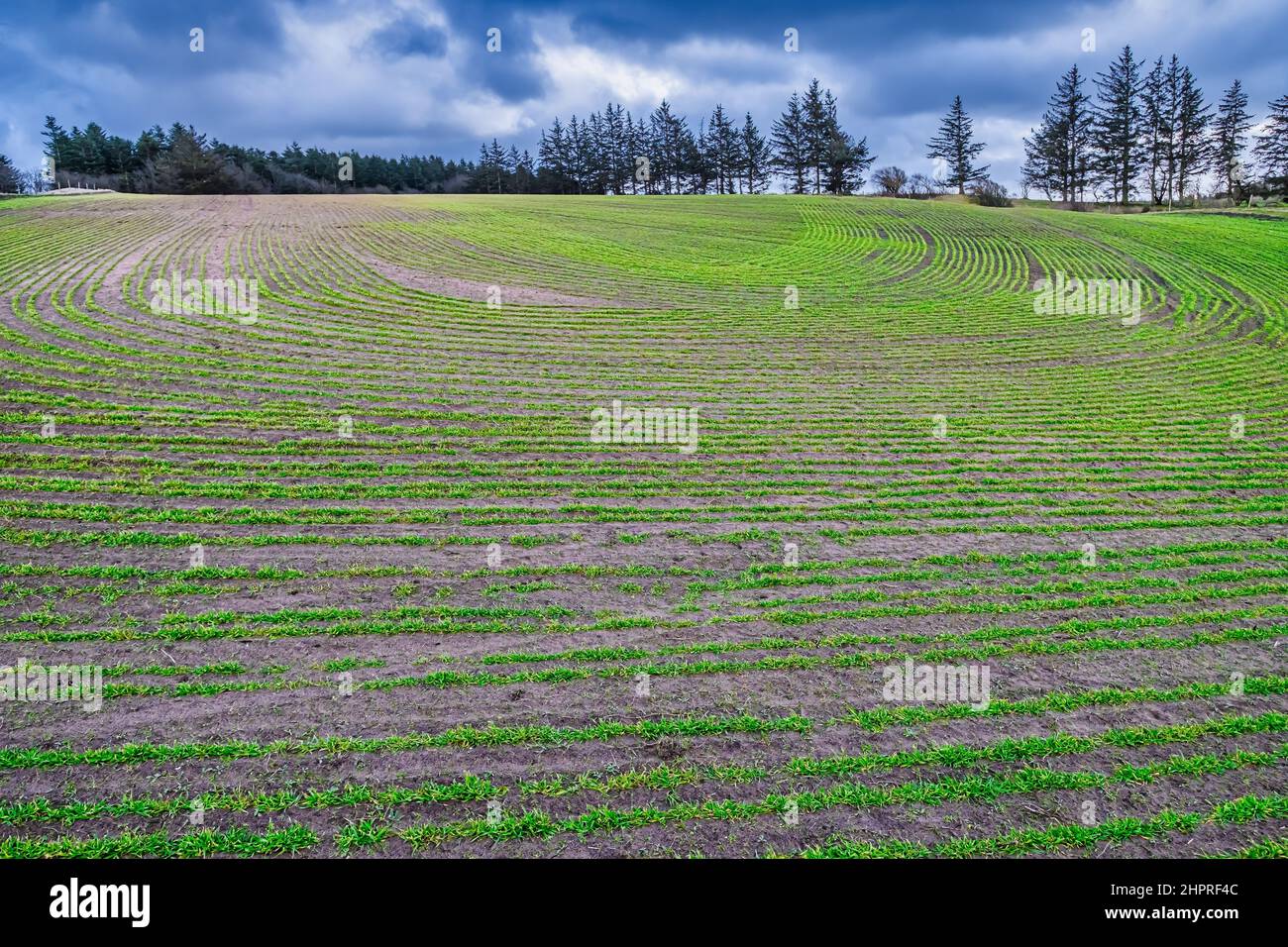 Feld mit Winterweizen in dekorativen Kreisen, Dänemark Stockfoto