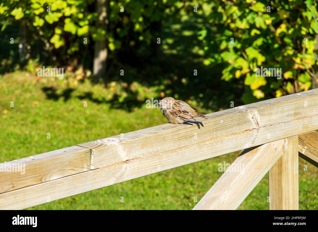 Ein kleiner Vogel sitzt furchterregend auf einem hölzernen Gartentor. Stockfoto