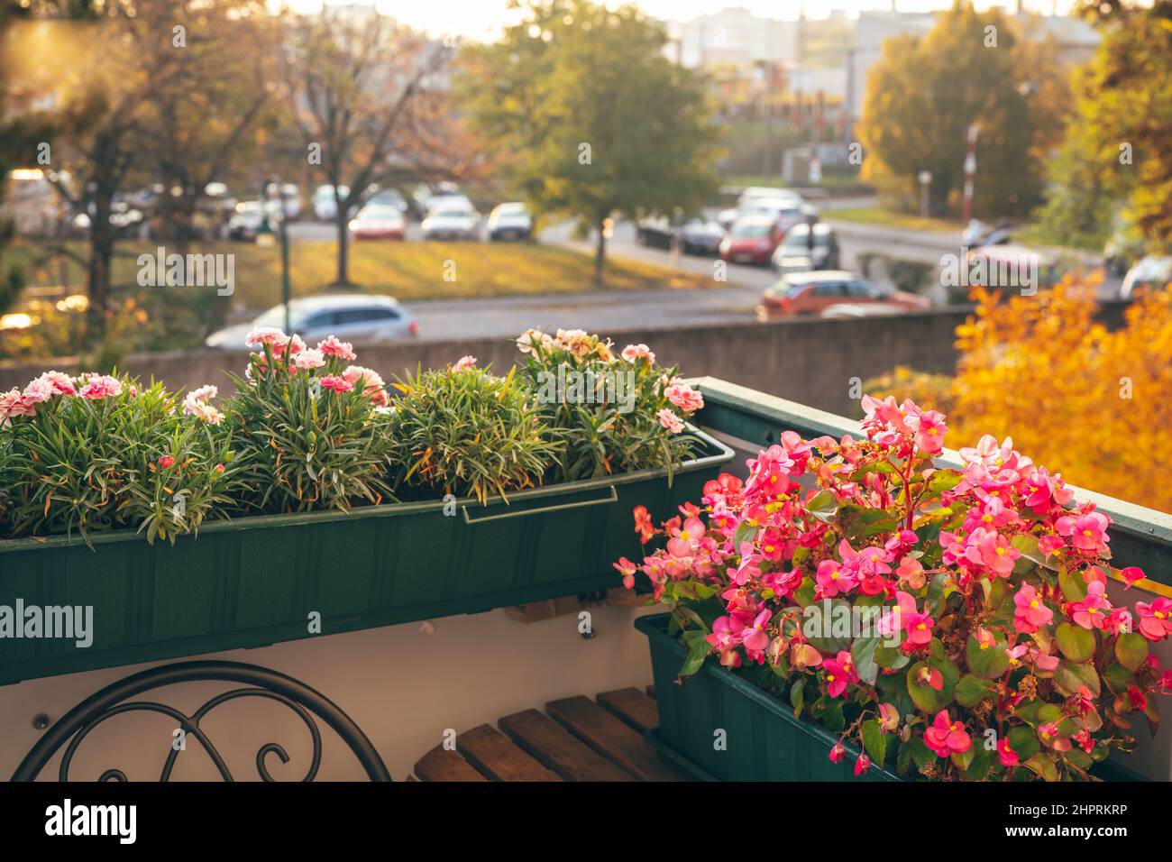 Gemütlicher Balkon mit Blumen in der Herbstsaison. Gartenarbeit im Haus. Natürlicher floraler Hintergrund. Stockfoto