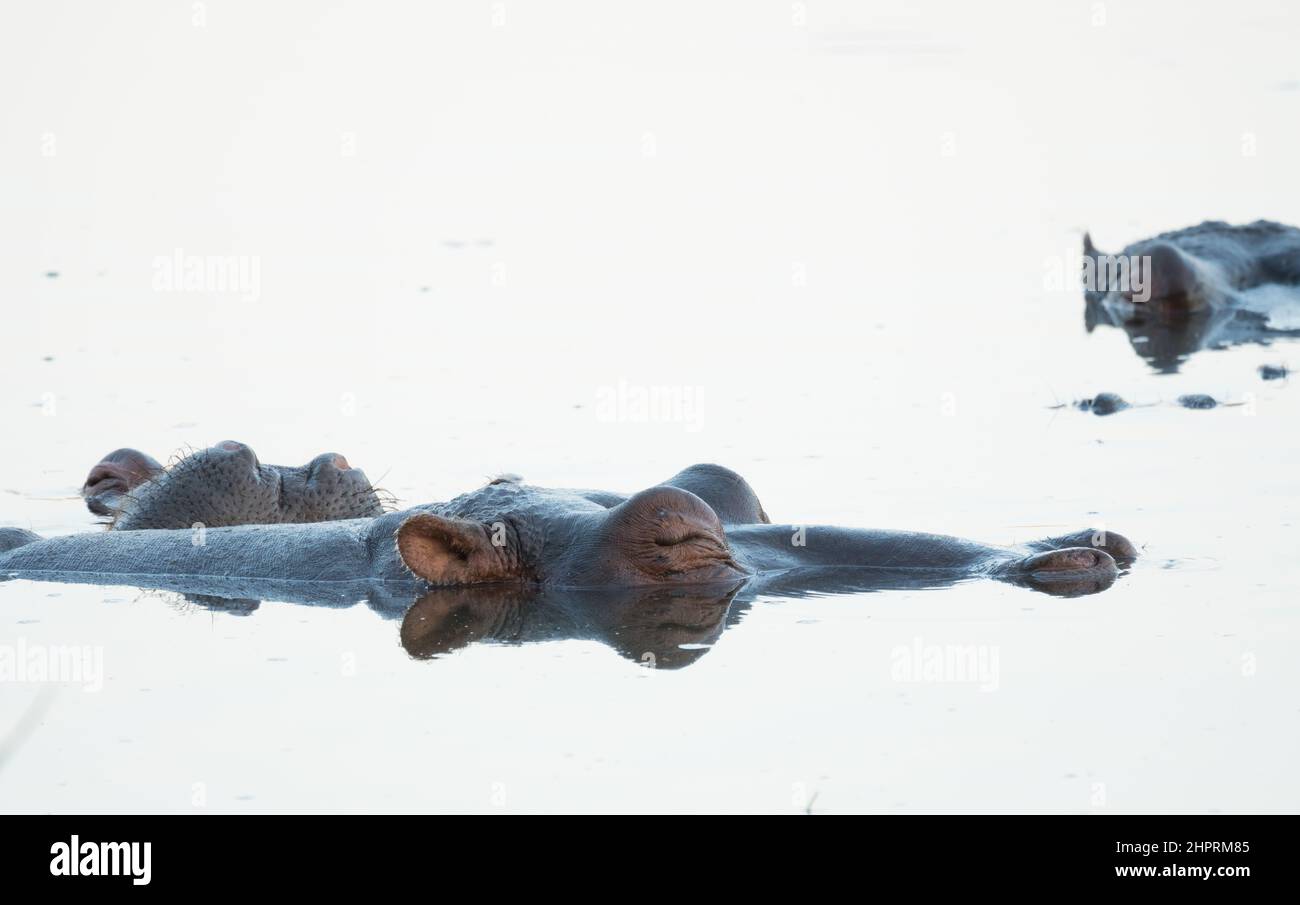 Flusspferde, Flusspferde, teilweise in Wasser getaucht in High Key mit Reflexionen von geschlossenen Augen und Ohren in der Wildnis von Südafrika Stockfoto