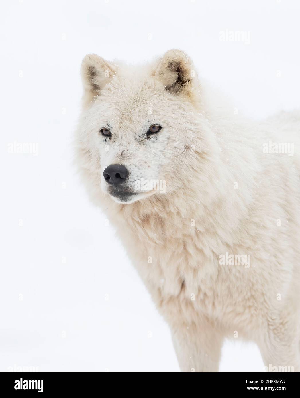 Arktisches Wolfsporträt im Winterschnee in Kanada Stockfoto