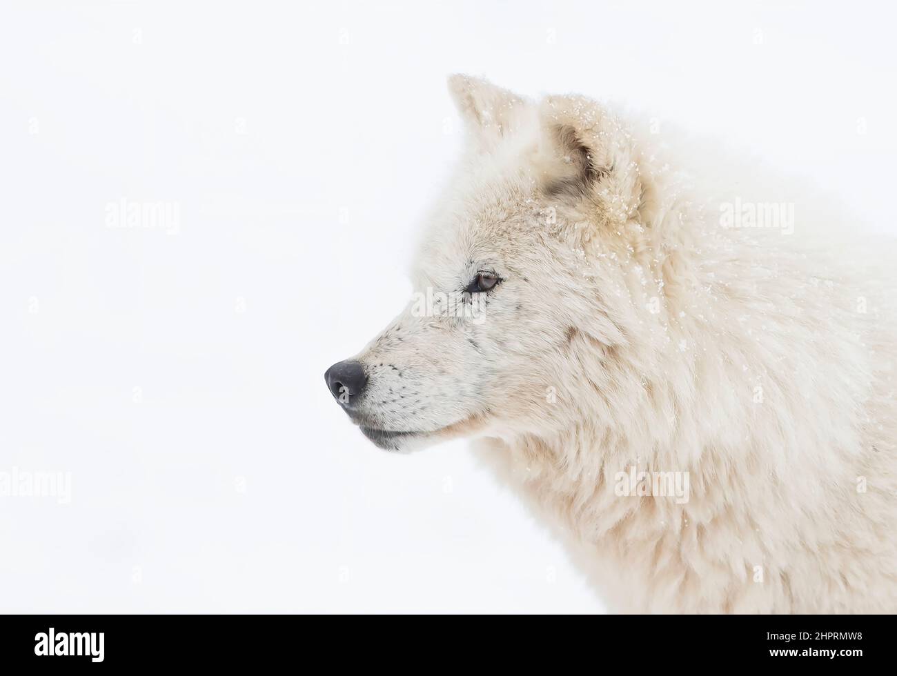 Arktisches Wolfsporträt im Winterschnee in Kanada Stockfoto