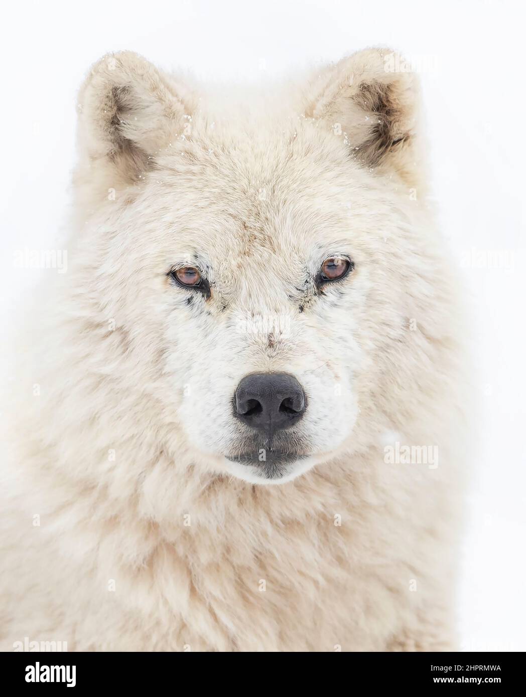 Arktisches Wolfsporträt im Winterschnee in Kanada Stockfoto