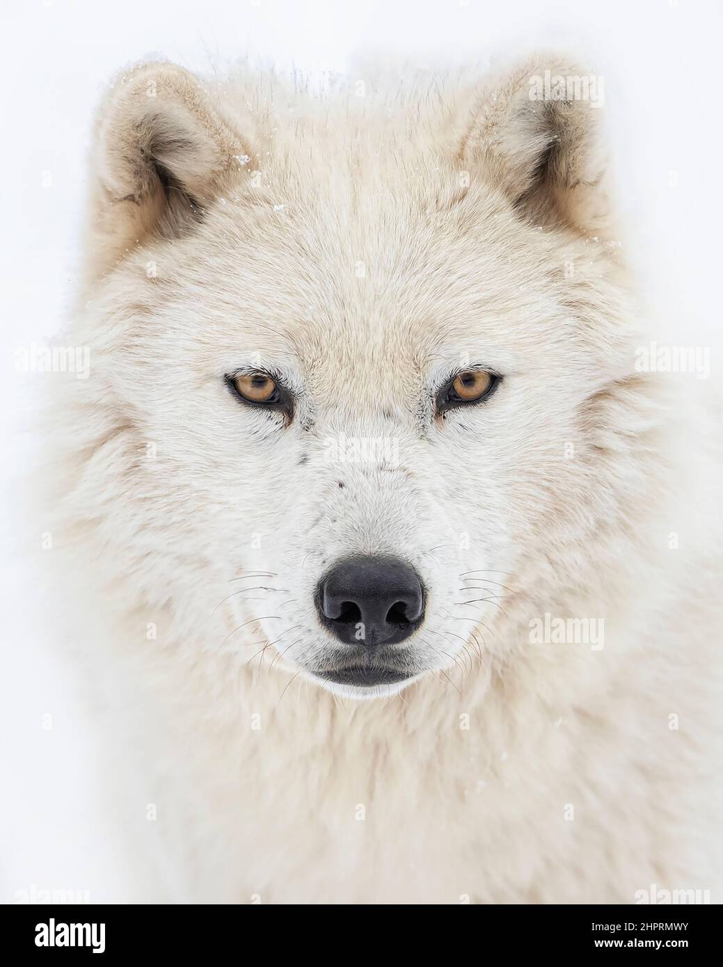 Arktisches Wolfsporträt im Winterschnee in Kanada Stockfoto