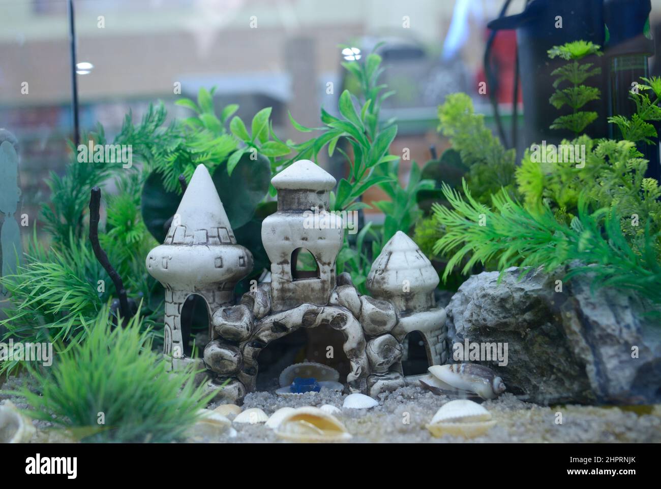 Aquariumpflege. Dekorationen und Pflanzen in einem Aquarium mit Wasser gefüllt angeordnet. Stockfoto