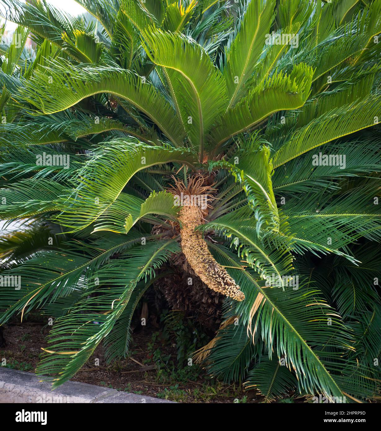 Cycad (cycas revoluta) männliche Blüte Stockfoto