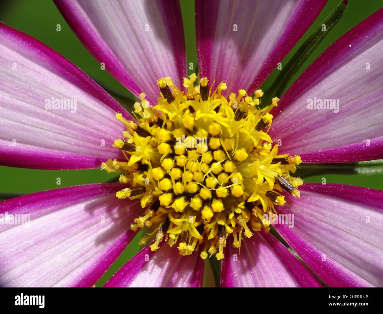 Nahaufnahme des Herzens einer lila cosmea (Cosmos) mit den Farben lila, rosa, gelb, braun und einem grünen verschwommenen Hintergrund Stockfoto