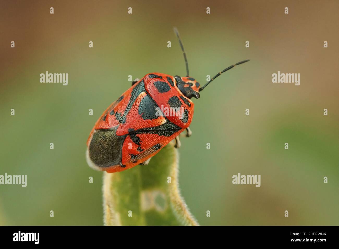 Nahaufnahme eines leuchtend roten mediterranen Schildwanzes, Eurydema ornata auf einem grünen Blatt sitzend Stockfoto