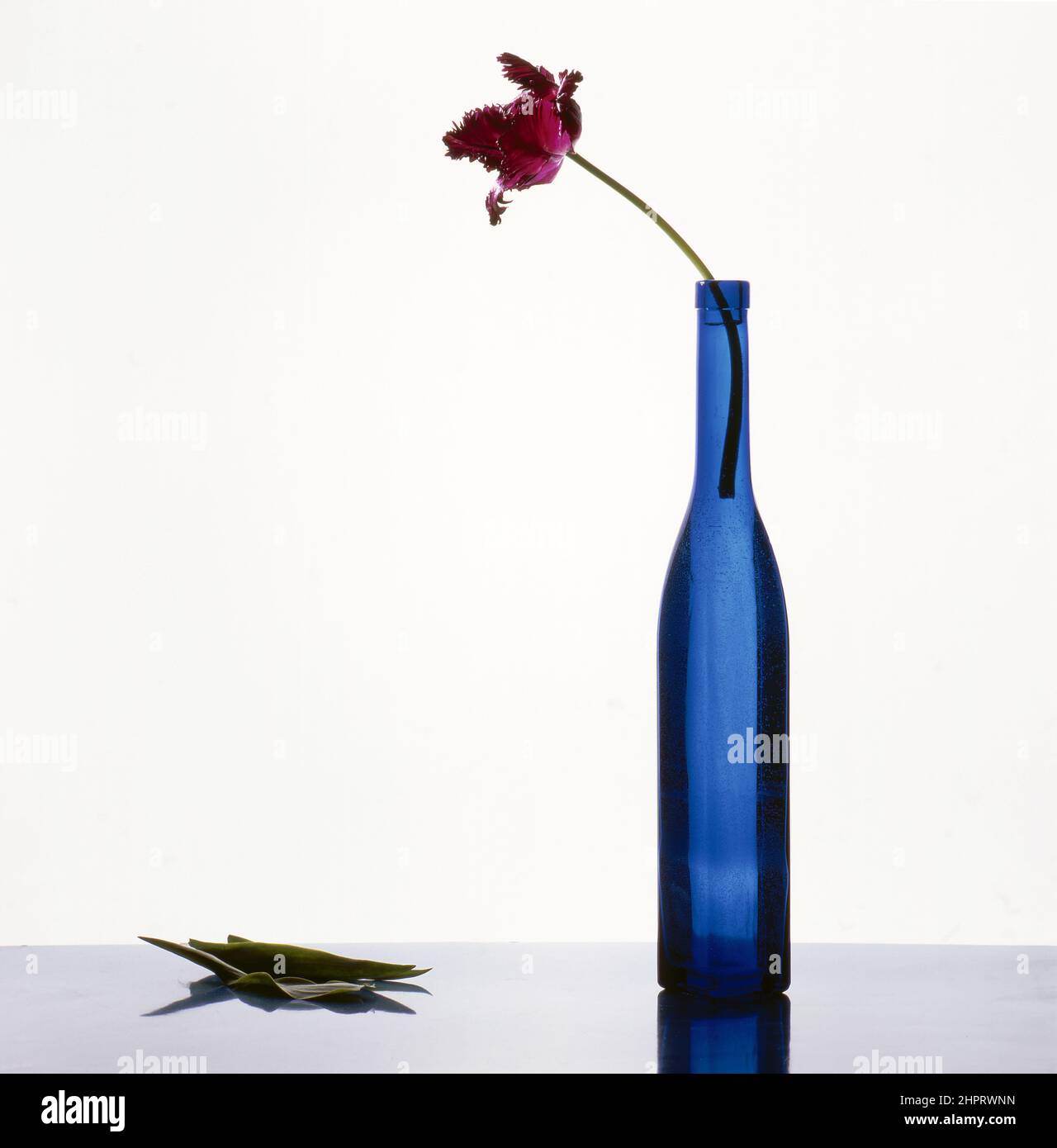 Tulpe in blauer Flasche Stockfoto