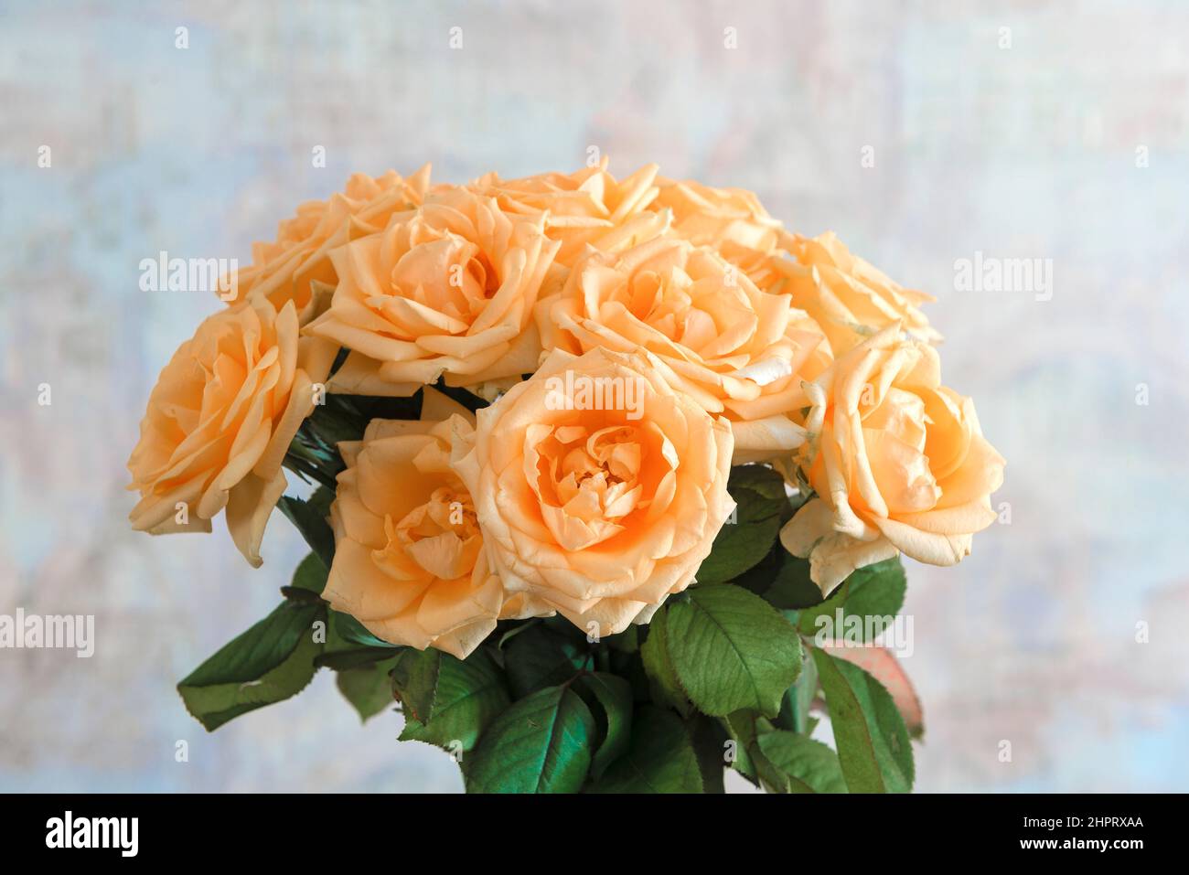 Bouquet von cremig gelben Rosen vor verschwommener Wand Stockfoto