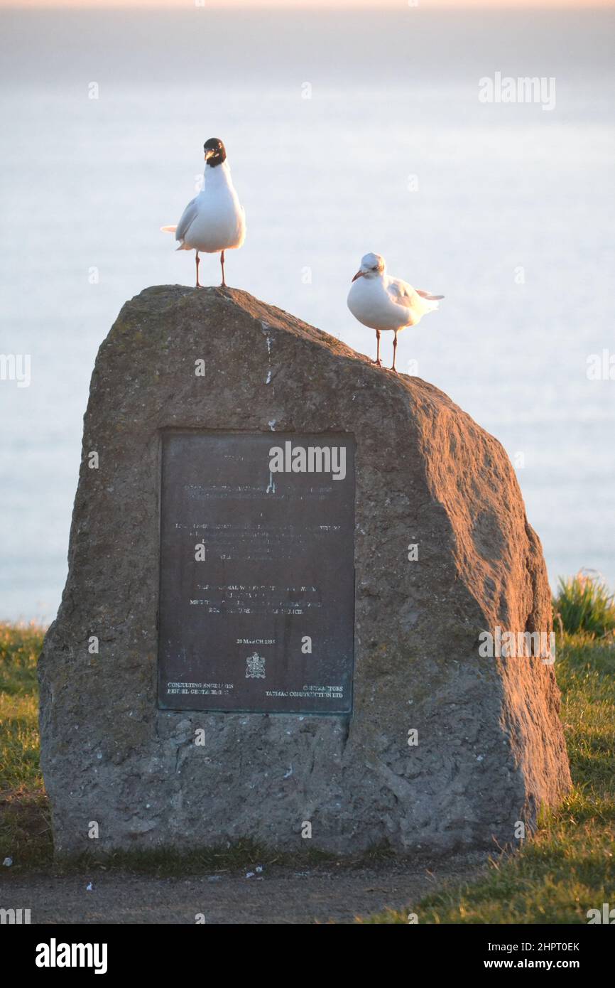 Möwen auf einem großen Informationsstein - Seevögel - Heller sonniger Tag - Scarborough - North Yorkshire - UK Stockfoto