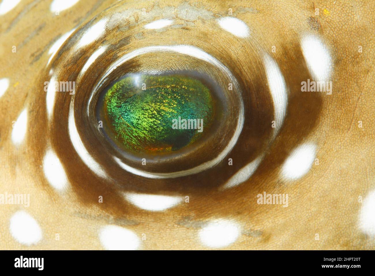 Auge eines Ballonfisches, tropische Fischaugen, philippinen, Asien Stockfoto