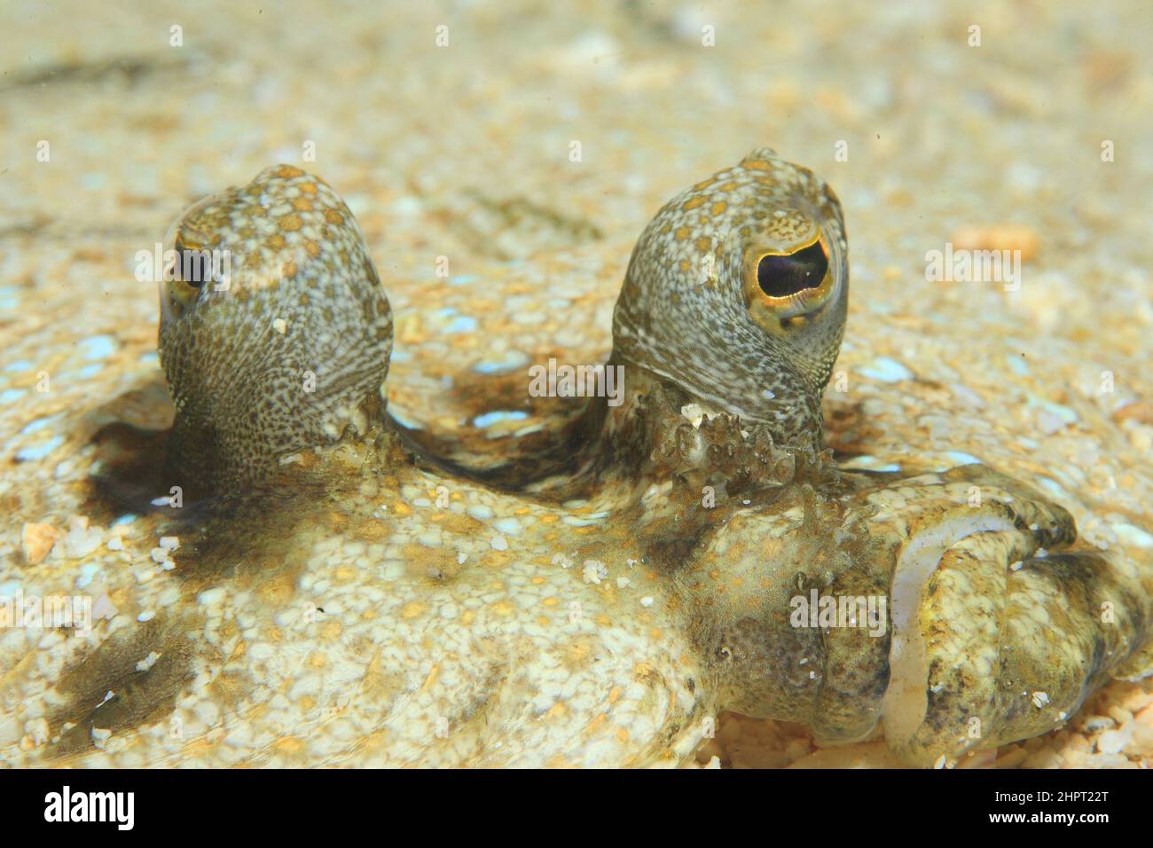 Auge einer gemeinsamen Sole, tropische Fischaugen, philippinen, Asien Stockfoto