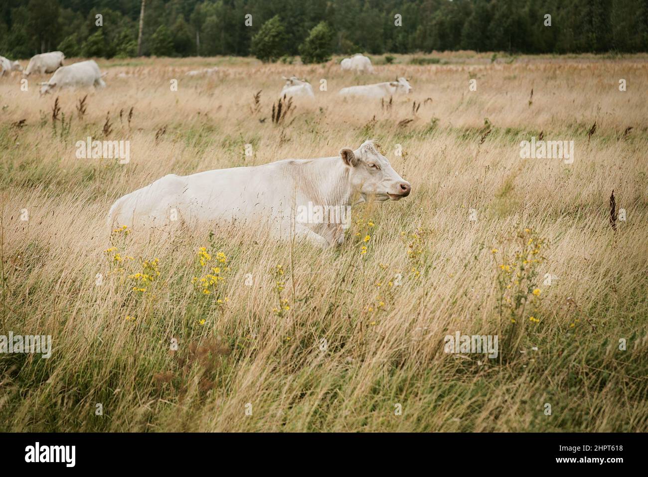 Beigefarbene Kuh, die auf langem getrocknetem Gras auf einem trockenen Weidefeld liegt. Wolkiger Sommertag. Stockfoto