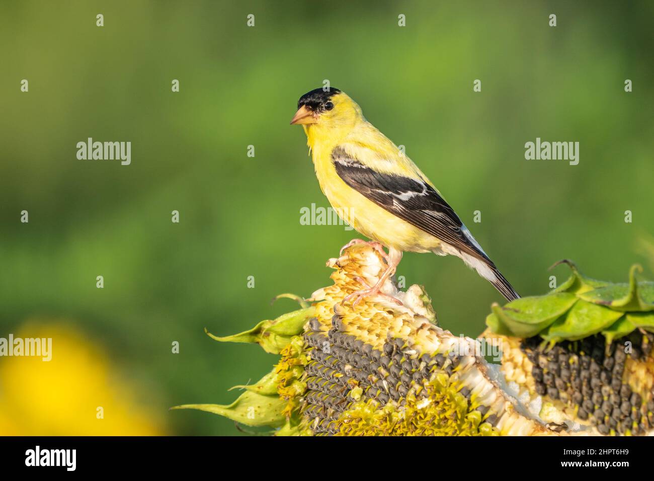 Männlicher amerikanischer Goldfink (Spinus Trusts) thronte an einem Sommermorgen auf einer leuchtend gelben Sonnenblume, die Samen frisst. Stockfoto
