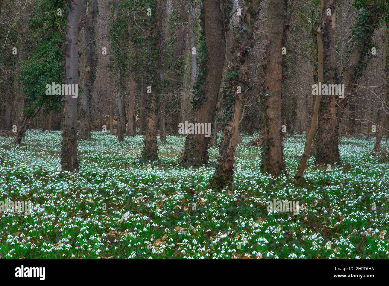 Weißer Teppich blühender weißer Schneeglöckchen auf dem Waldboden im Frühjahr Stockfoto