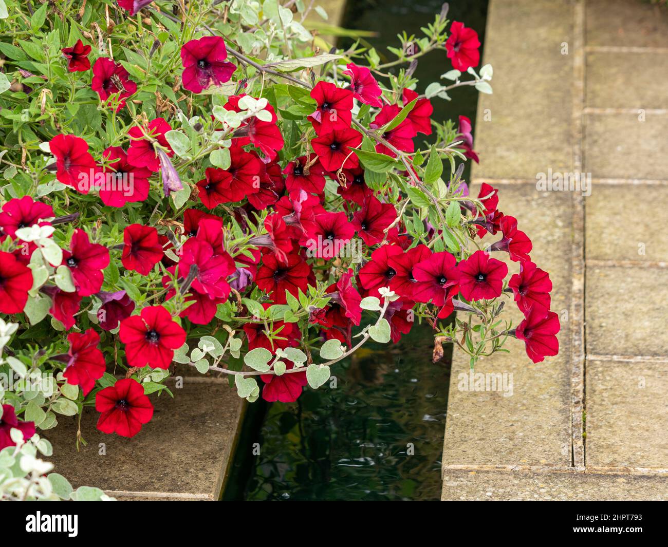 Petunia-Blüten, die in einem britischen Garten über ein Rill fallen, sind „Flutwellen-Rotvelours“. Stockfoto
