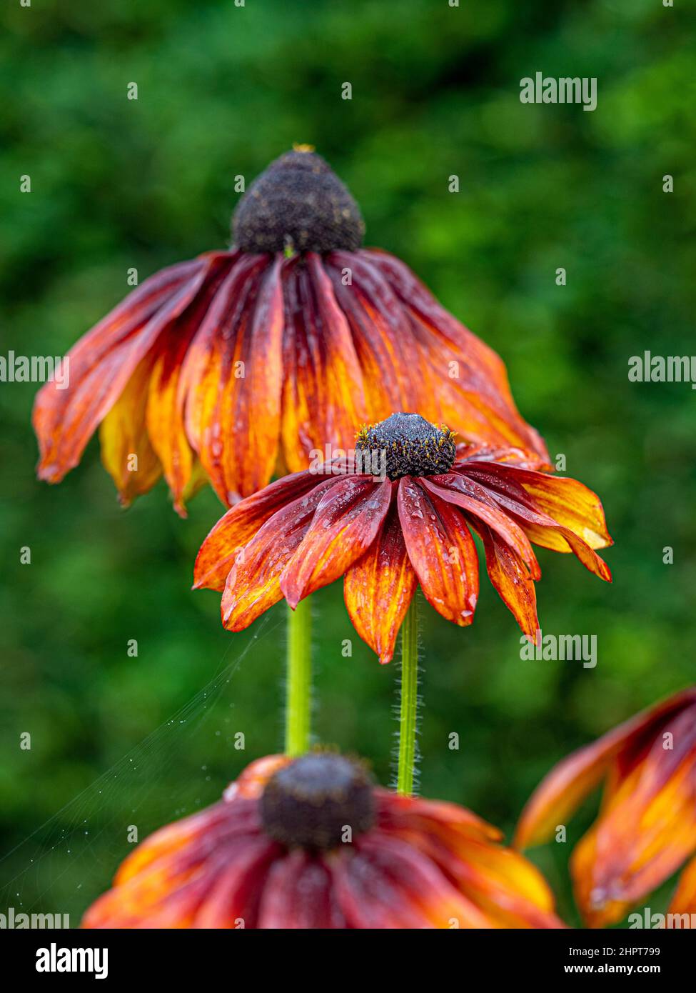 Dunkelrot mit orangefarbenen Kegelblüten gefärbt, die in einem britischen Garten wachsen. Stockfoto
