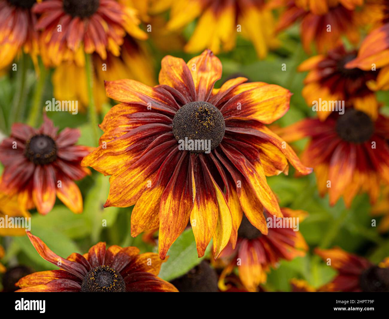 Rudbeckia hirta Chocolate Orange, allgemein bekannt als Black-Eye Susan, die in einem britischen Garten wächst Stockfoto