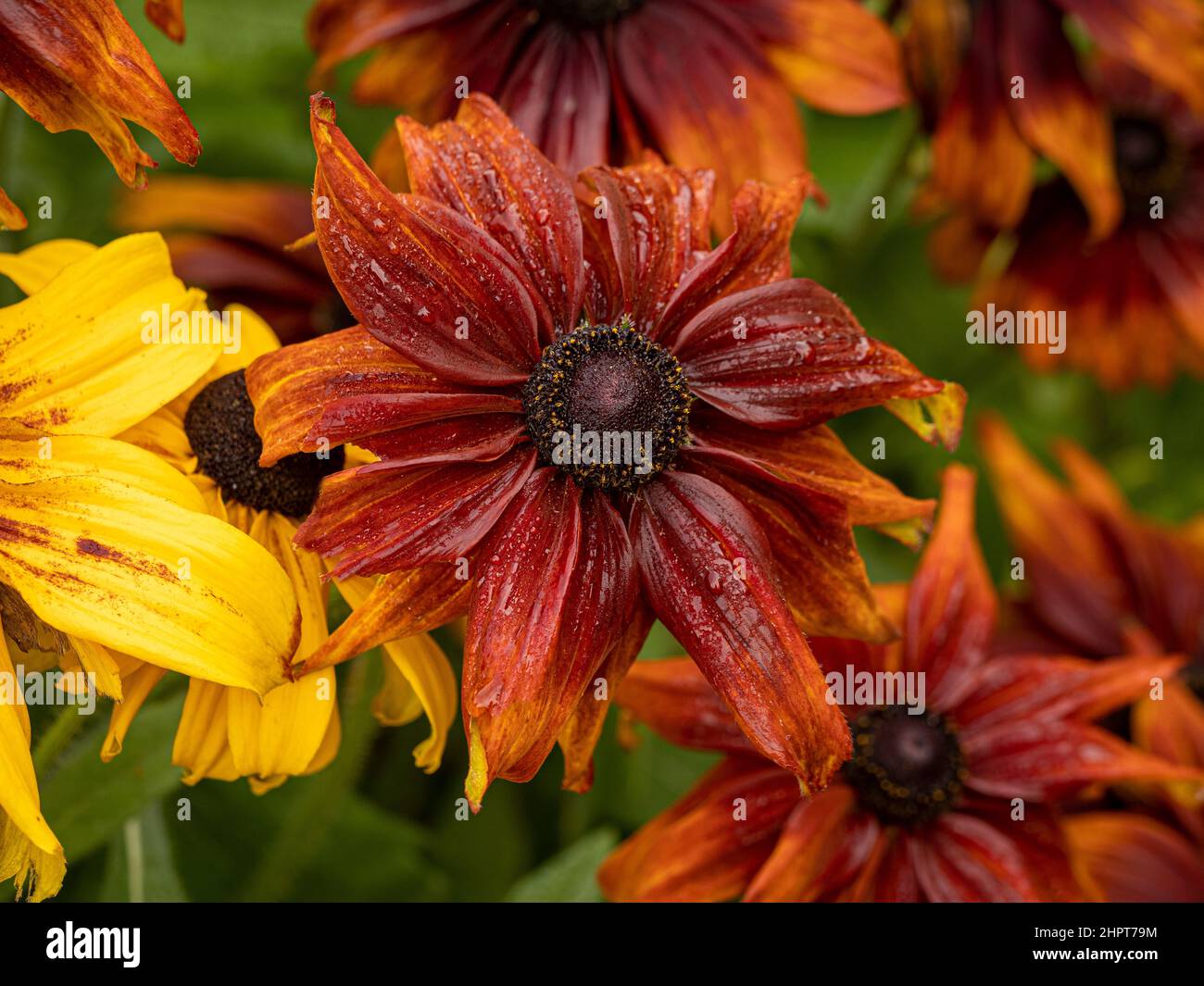Bronzefarbene Blüten von Rudbeckia hirta Herbstfarben. Allgemein bekannt als Black-Eyed Susan, nach einem Regenschauer. Stockfoto