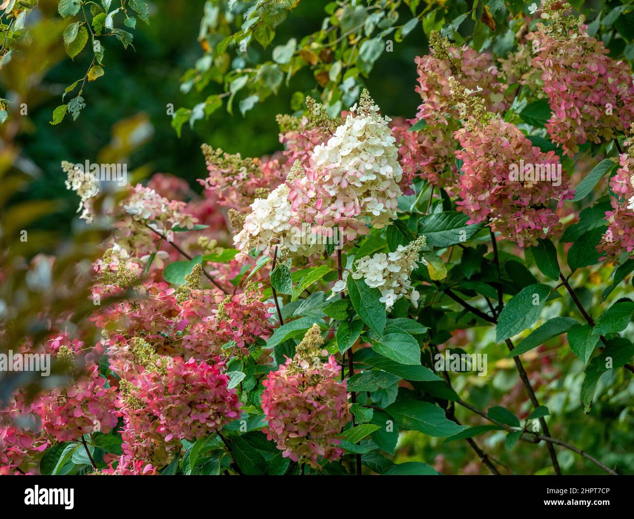 Hortensia Paniculata Erdbeer-Sundae in Blüte in einem britischen Garten. Stockfoto