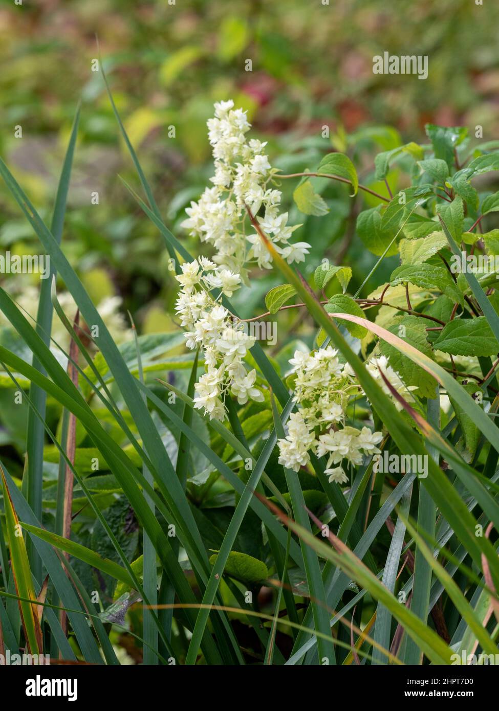 Weiße Blütenköpfe von Hydrangea arborescens 'Hayes Starburst' wachsen in einem britischen Garten. Stockfoto