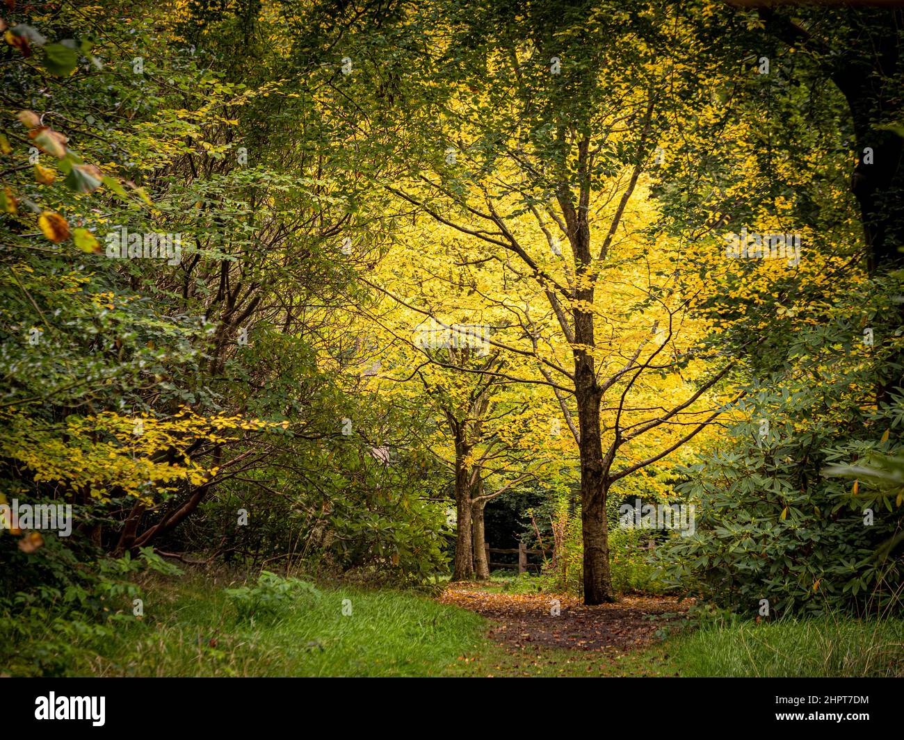 UK Waldweg unter einem Baldachin aus goldenen Blättern im Herbst. Stockfoto