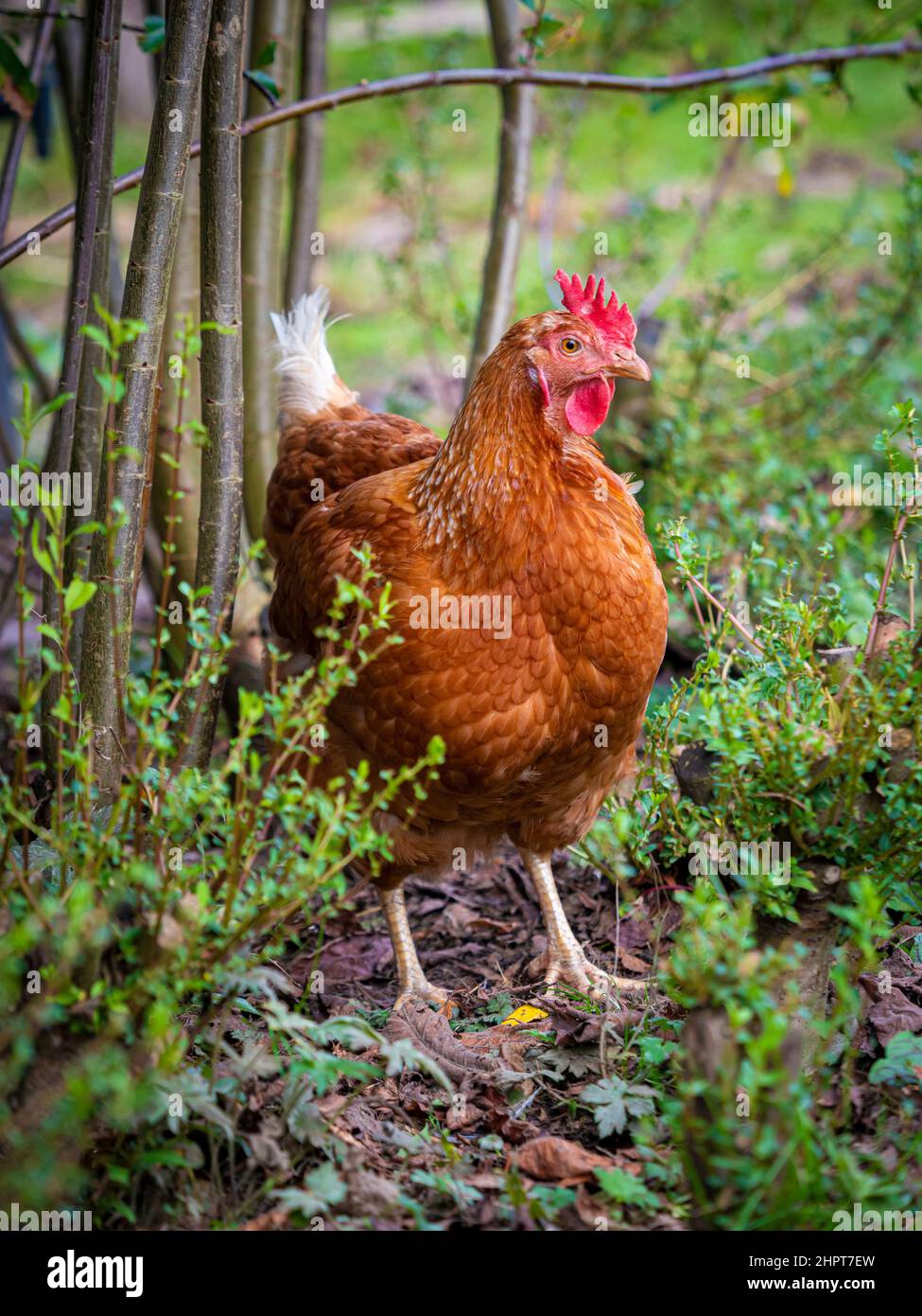 Braunes Huhn mit rotem Kamm und Wattklatschen, die in einem Heckenboden Futter finden. Stockfoto