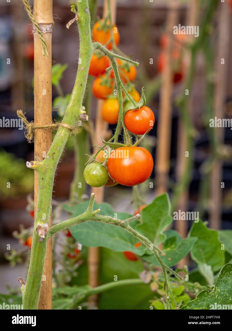 Tomatenpflanzen, deren Laub entfernt wurde, damit die Kirschtomaten auf der Rebe möglichst viel Sonnenlicht ausreifen können. Stockfoto