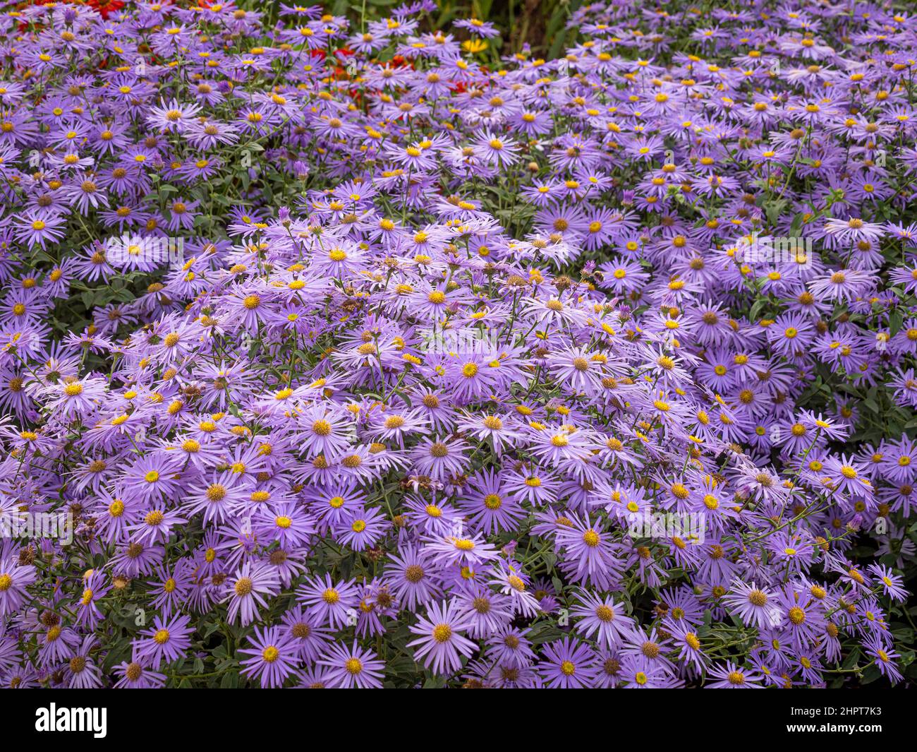 Malvenfarbene Blüten von Aster x frikartii 'Mönch', die in einem britischen Garten wachsen. Stockfoto