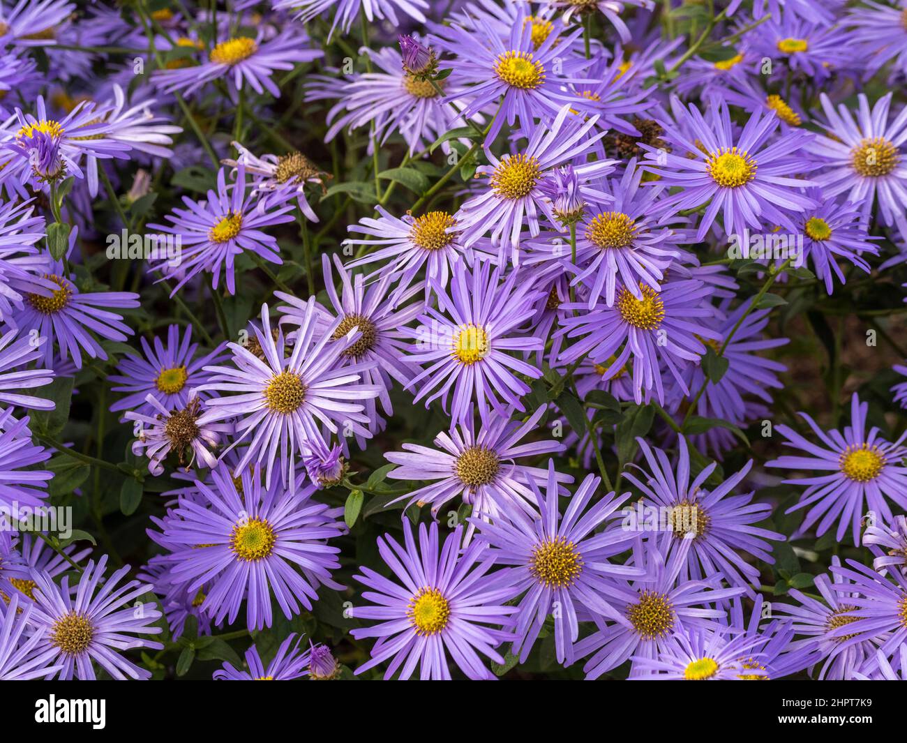 Malvenfarbene Blüten von Aster x frikartii 'Mönch', die in einem britischen Garten wachsen. Stockfoto