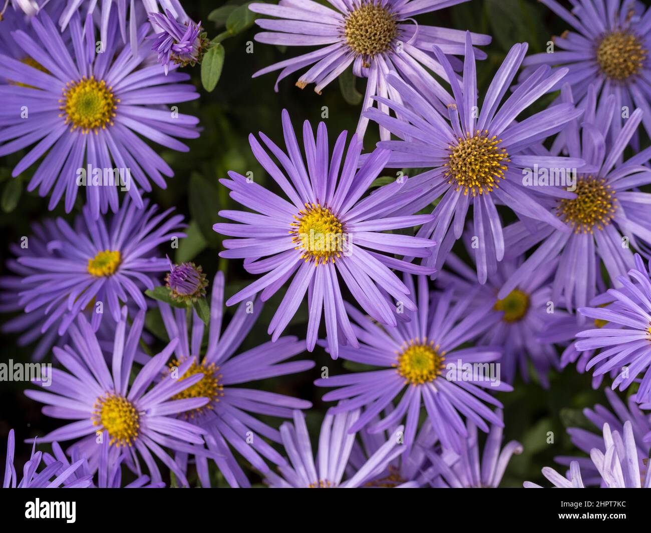 Malvenfarbene Blüten von Aster x frikartii 'Mönch', die in einem britischen Garten wachsen. Stockfoto
