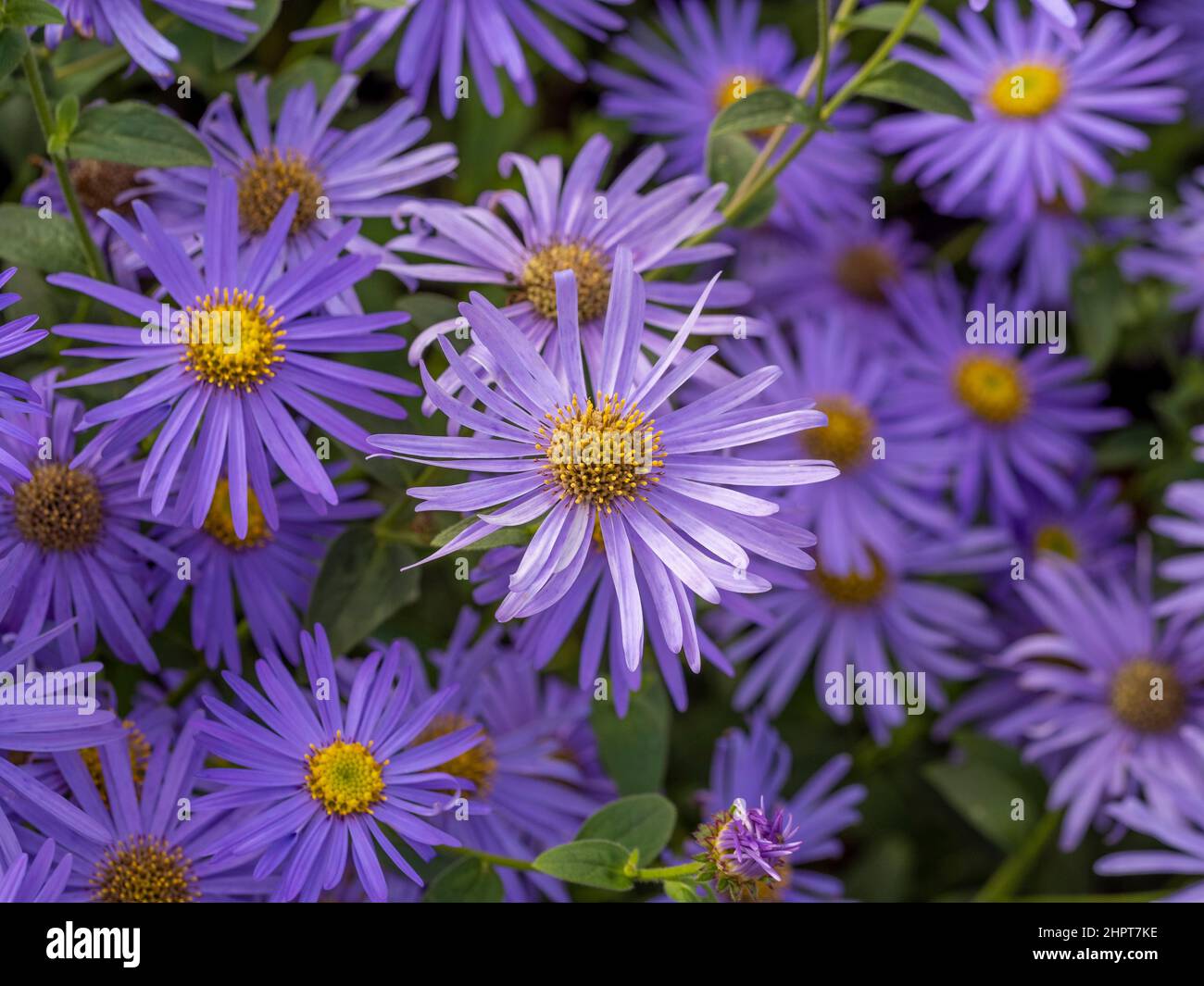 Malvenfarbene Blüten von Aster x frikartii 'Mönch', die in einem britischen Garten wachsen. Stockfoto