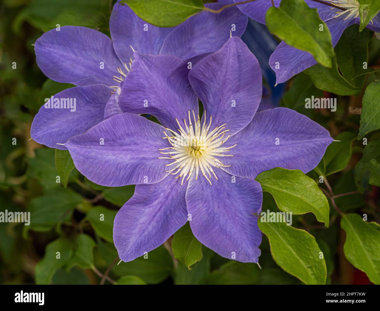 Weiche, blauviolette Blume von Clematis Dianas Freude, die in einem britischen Garten wächst. Stockfoto