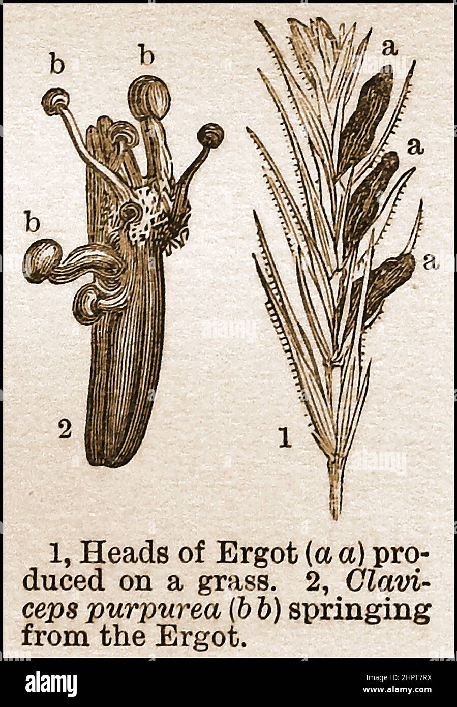 Eine 19th-Jahrhundert-Illustration des Pilzes, der auf Roggengras wächst. Obwohl es im Wesentlichen giftig ist, wurde es häufig in Medikamenten und zur Synthese des halluzinogenen Medikaments Lysergsäure Diethylamid (LSD) verwendet. Stockfoto