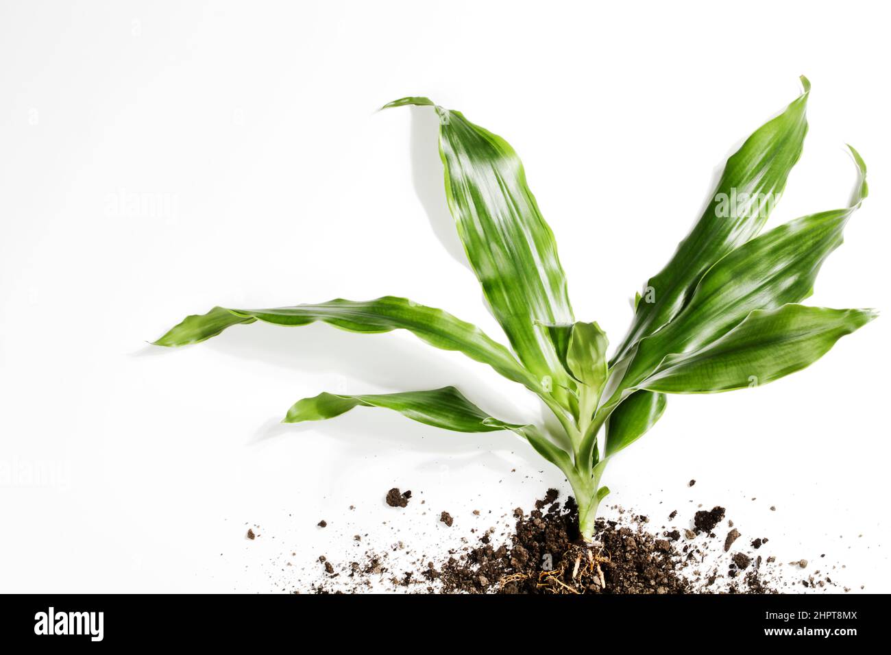 Pflanze mit Wurzeln im Boden auf weißem Hintergrund. Umweltfreundliches, Garten- und Entwicklungskonzept. Copy Space Draufsicht. Grüne Welt und Erdtag Stockfoto