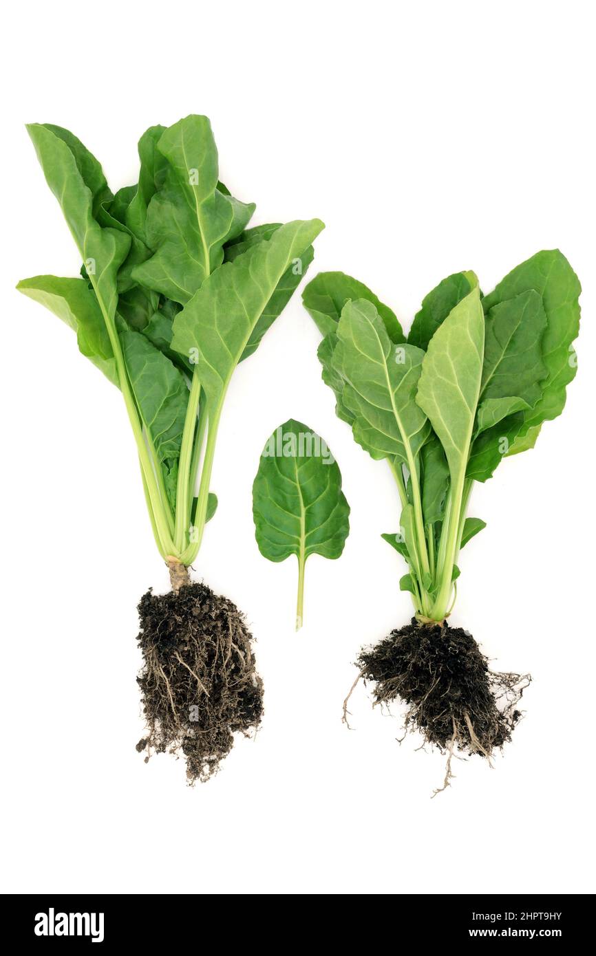 Bio-Spinatpflanzen mit Erdwurzelkugeln und Blättern. Das Immunsystem fördert gesunde pflanzliche Lebensmittel, die reich an Antioxidantien, Vitaminen und Mineralstoffen sind. Stockfoto