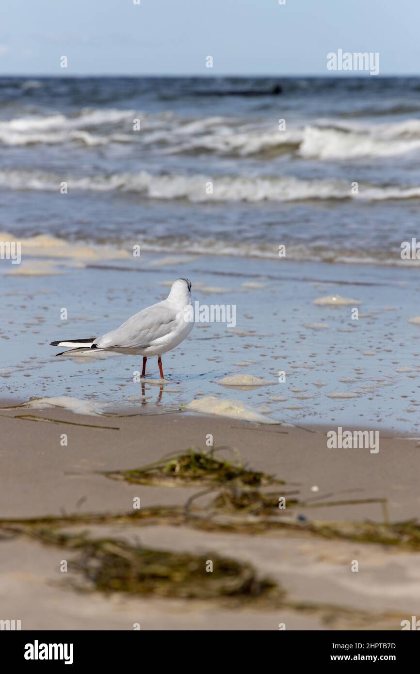Viele Möwen am Strand der Ostsee auf der Suche nach Nahrung Stockfoto