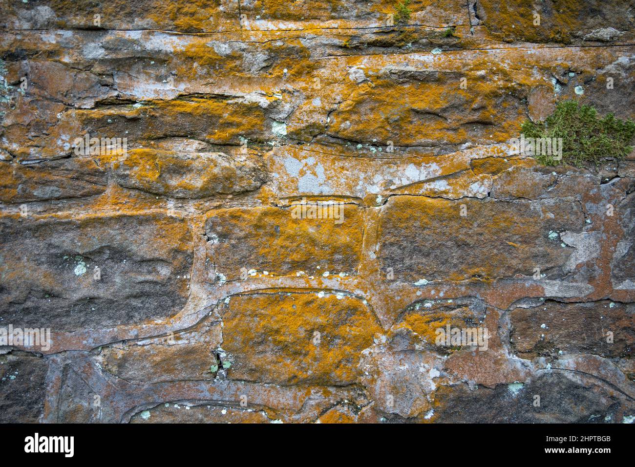 Eine Wand mit gelber Flechte, die darauf wächst, in einem Park in Newcastle upon Tyne, Großbritannien. Als symbiotische Lebensform kann Flechten auch die Luftqualität anzeigen. Stockfoto