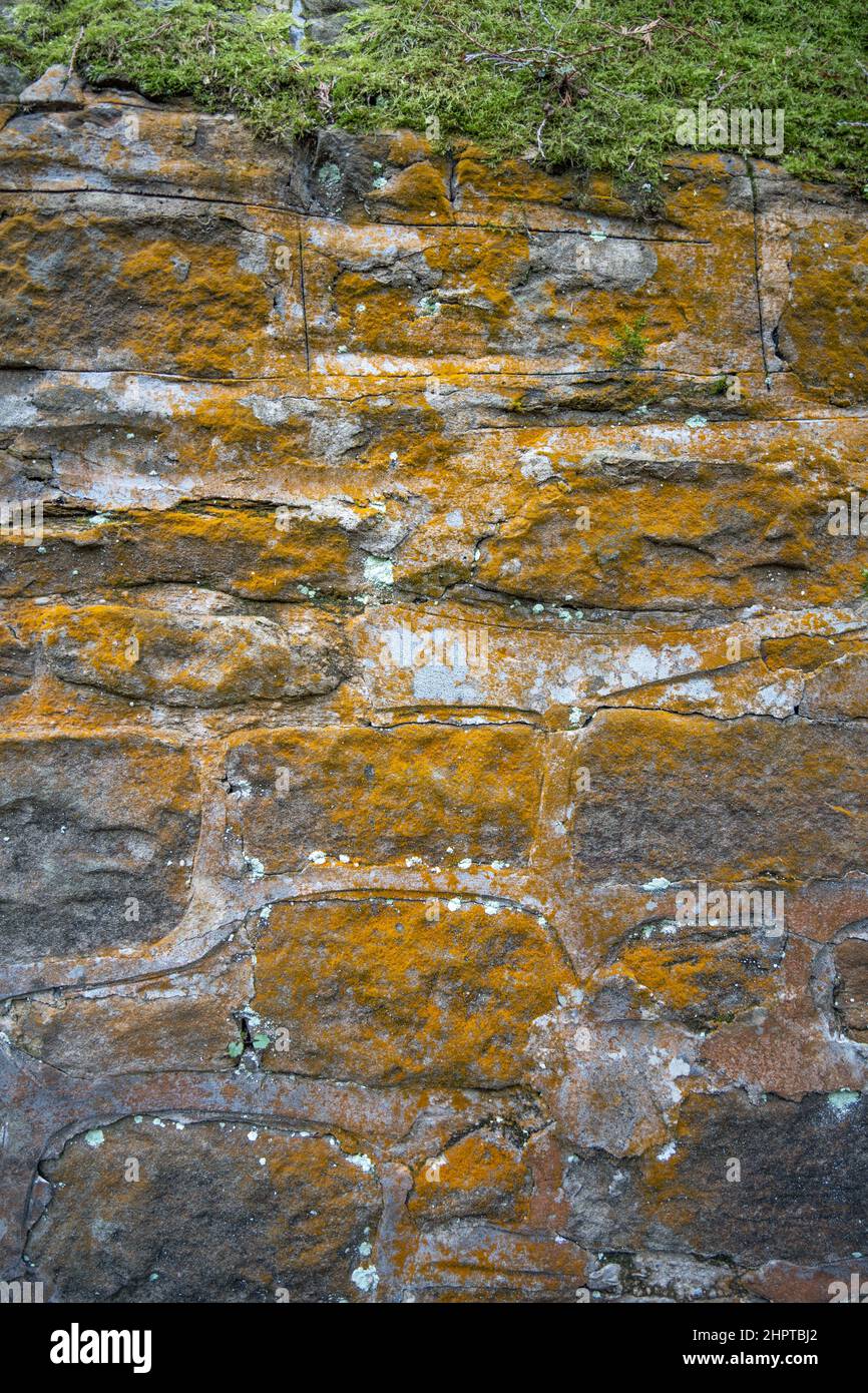 Eine Wand mit orangefarbenen Flechten und Moos, die darauf wachsen. Als symbiotische Lebensform kann Flechten auch die Luftqualität anzeigen. Stockfoto