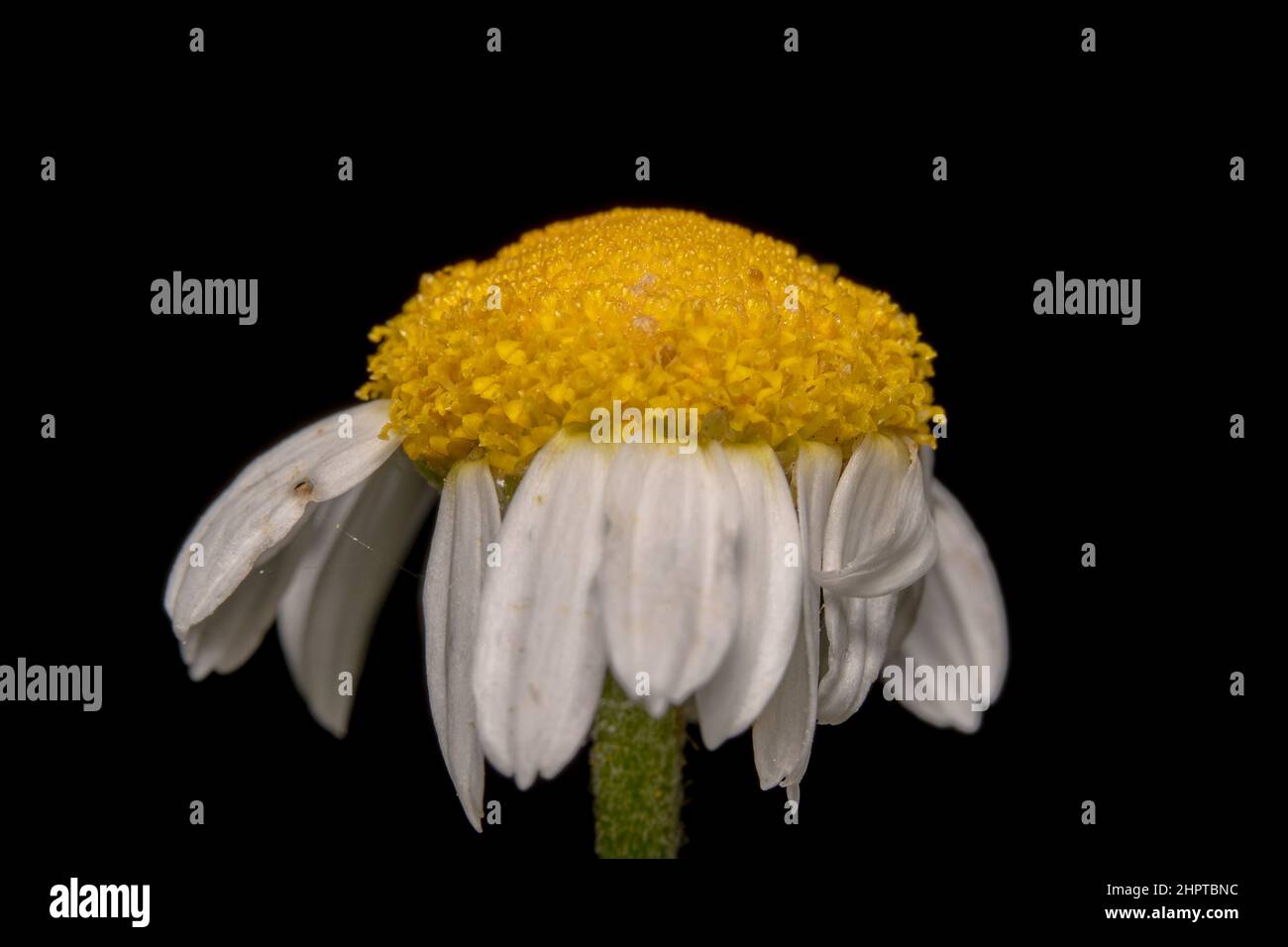 Nahaufnahme einer gewöhnlichen Gänseblümchen-Blume Stockfoto