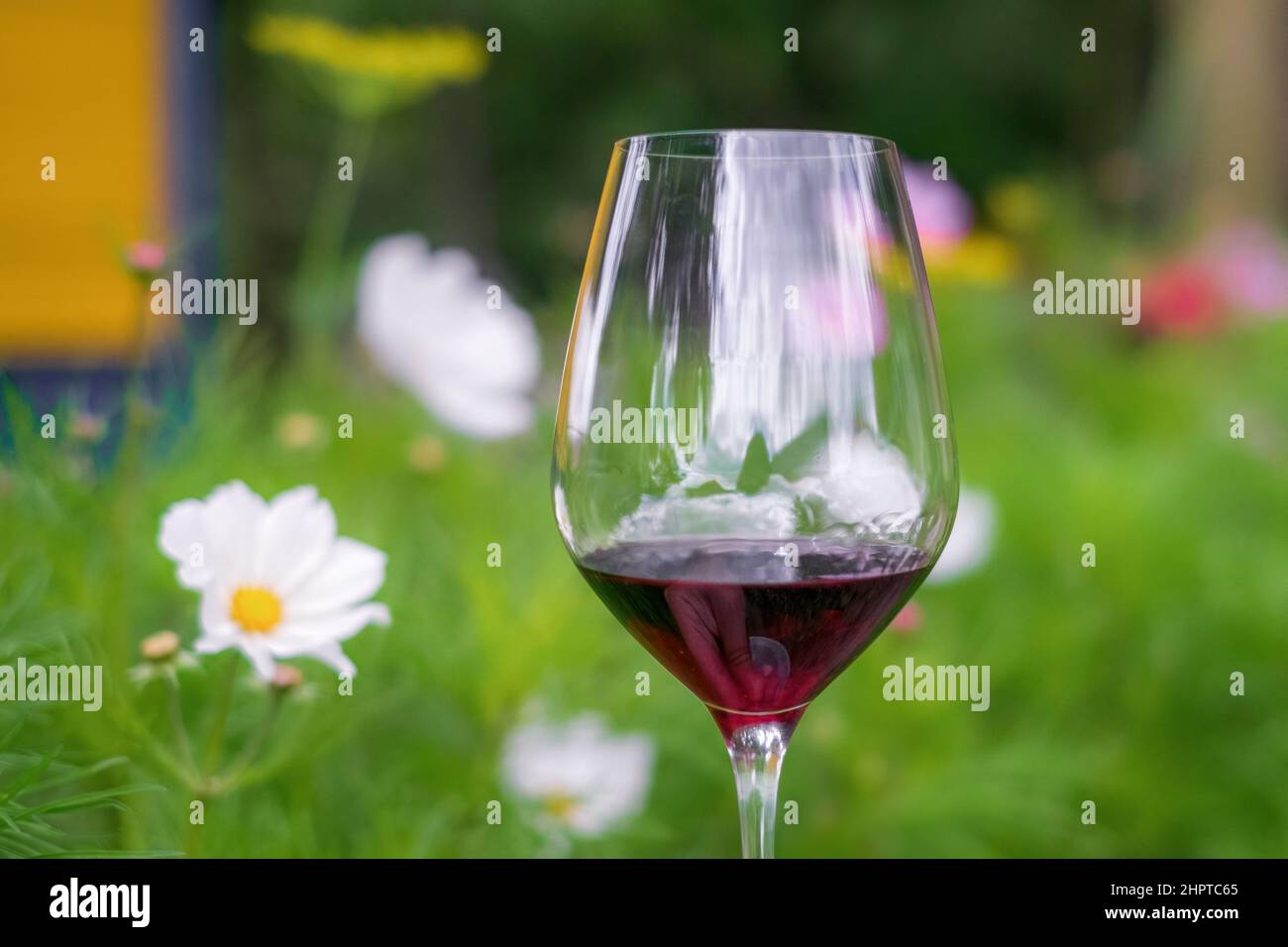 Ein Glas Rotwein auf einem Hintergrund von Grün und hellen Farben Stockfoto