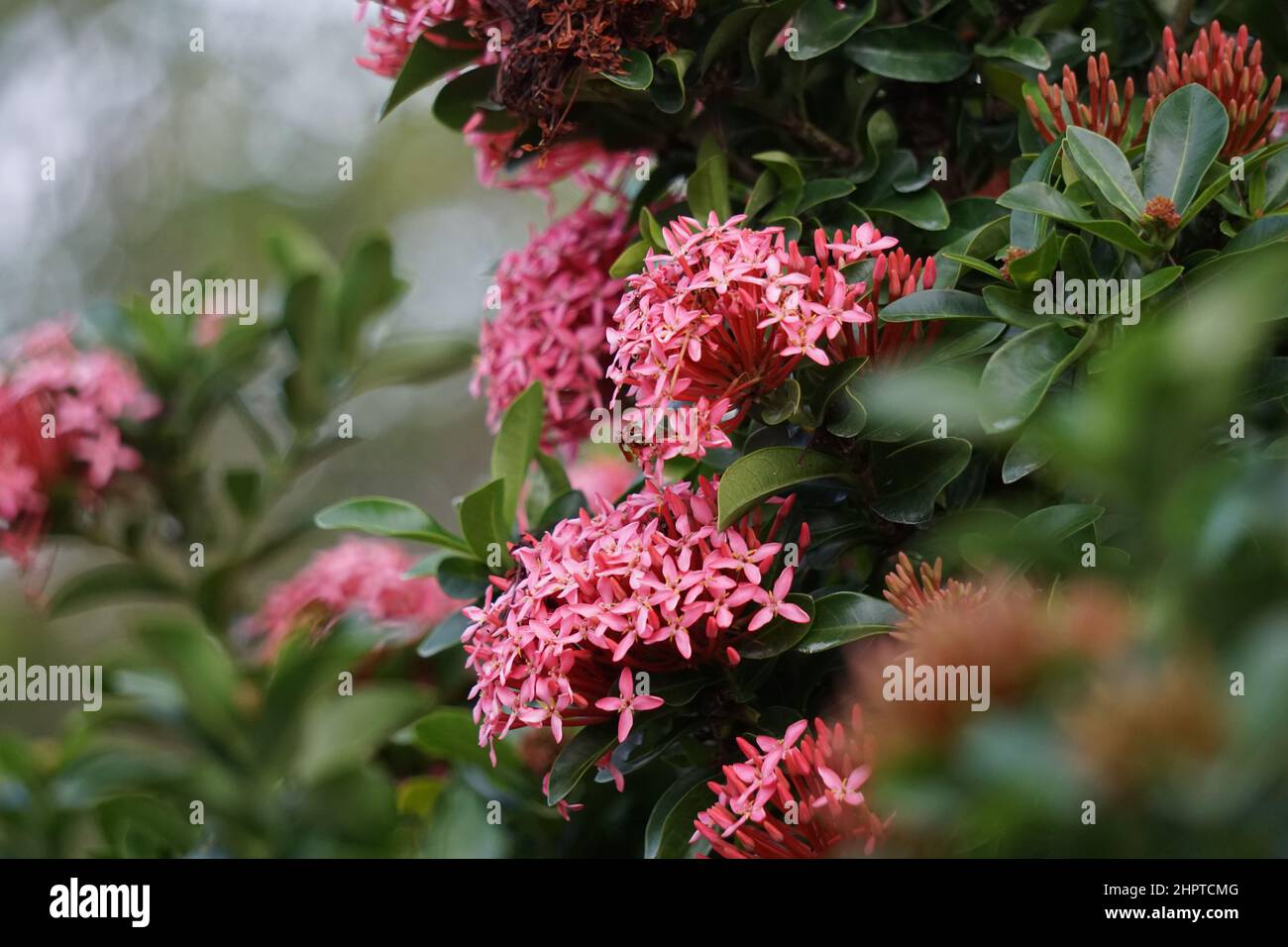 Westindischer Jasmin (auch ixora genannt, Dschungelflamme, Dschungelgeranium, cruz de Malta) mit natürlichem Hintergrund Stockfoto