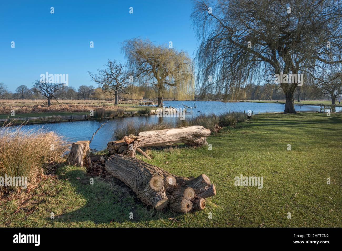 Natürlicher Holzsitz von gefallenen Bäumen am Teich Stockfoto