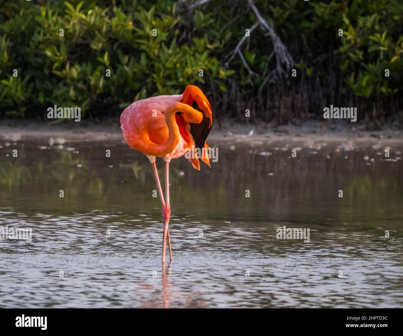 Rosy Flamingo auf der Insel Rabida, Galapagos, Ecuador Stockfoto