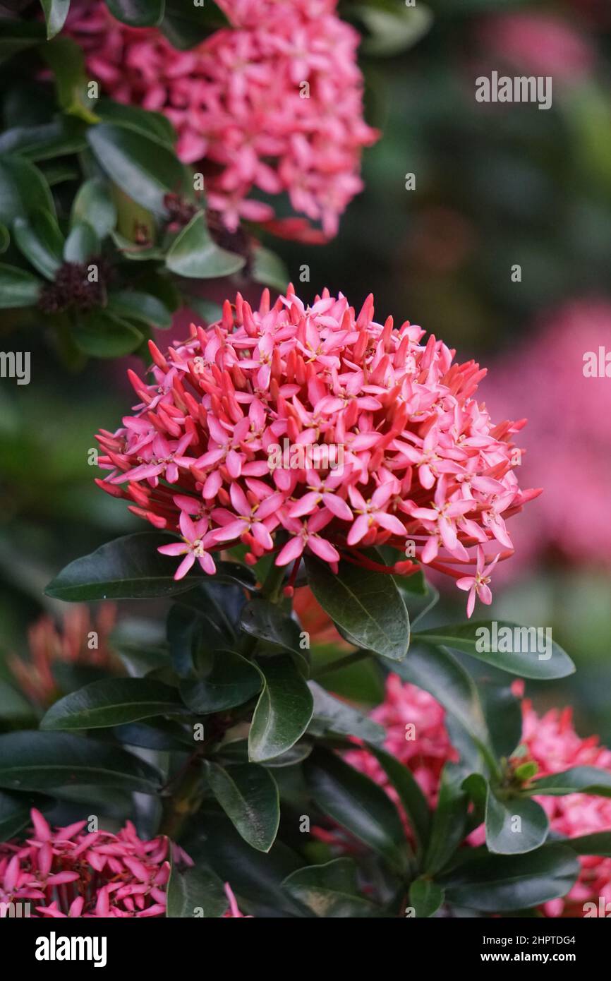 Westindischer Jasmin (auch ixora genannt, Dschungelflamme, Dschungelgeranium, cruz de Malta) mit natürlichem Hintergrund Stockfoto